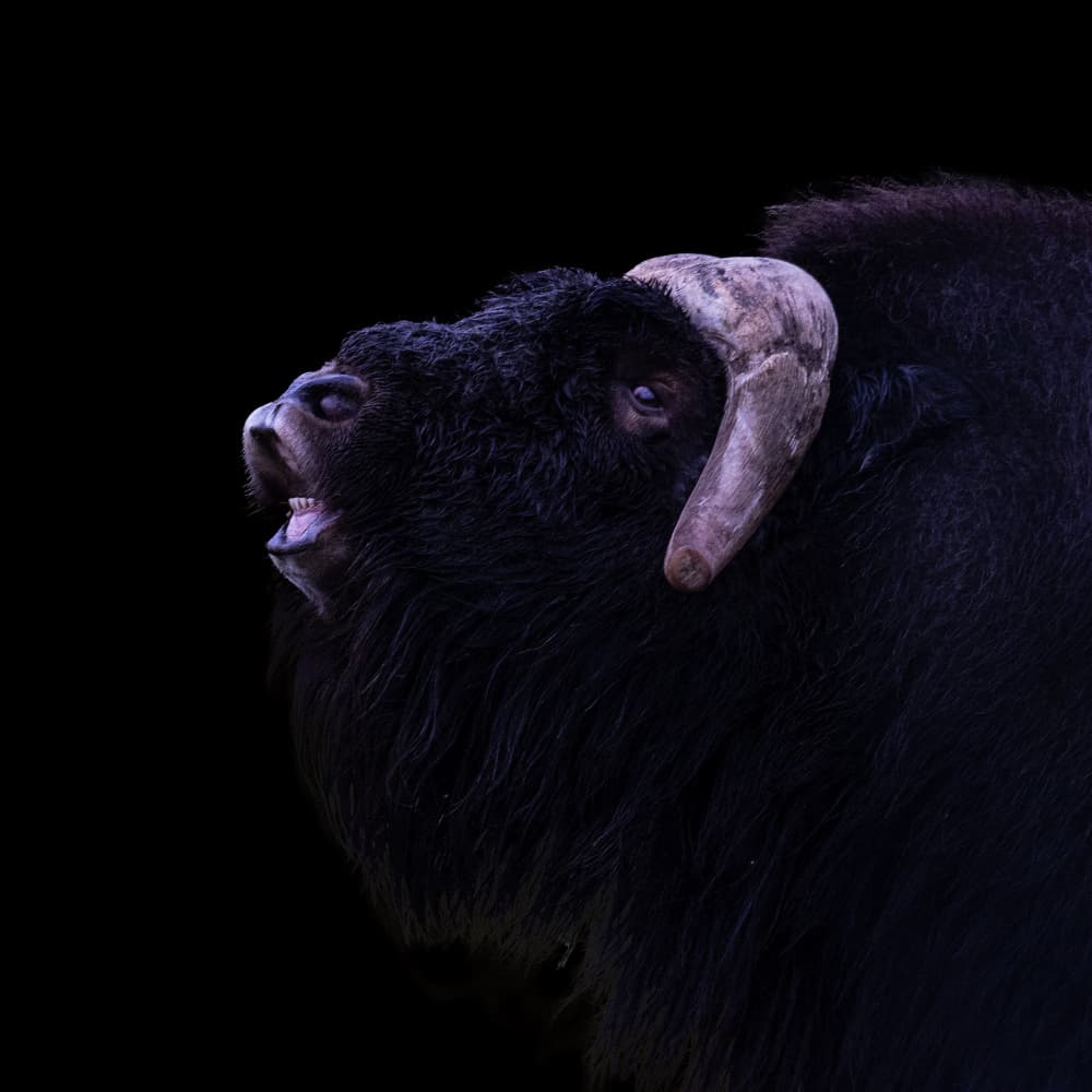 Roaring Muskox Portrait by Dennis Zhang — canvas wall art