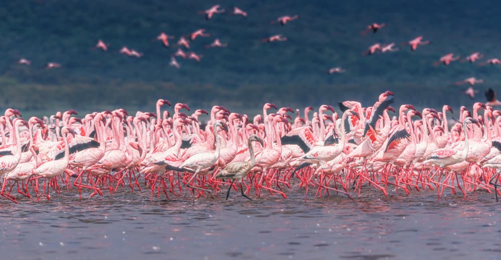 Flamingos Taking Flight by Jeffrey C. Sink — canvas wall art