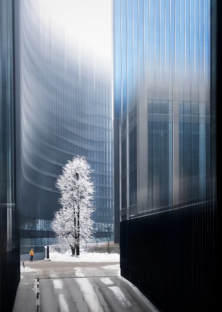 Frosted City Tree by Pawel Kado — canvas wall art