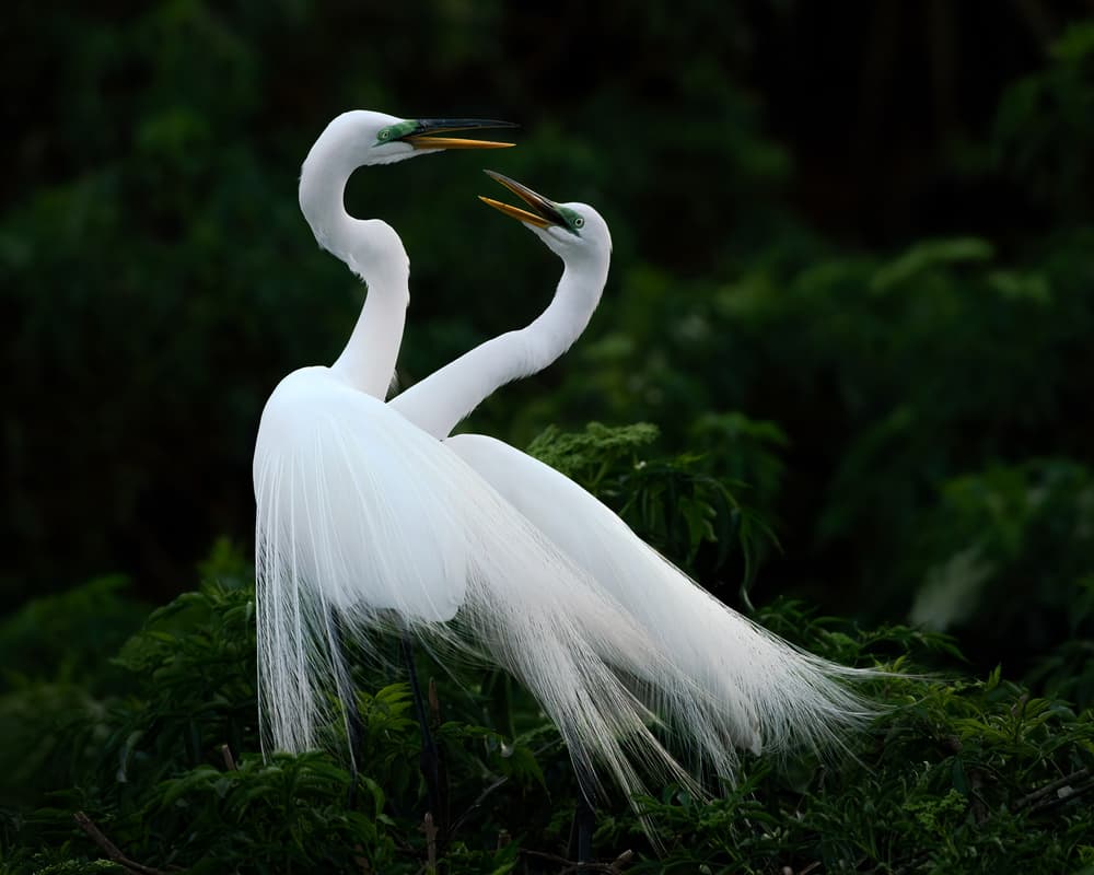 Egrets Courtship Display by John Fan — canvas wall art