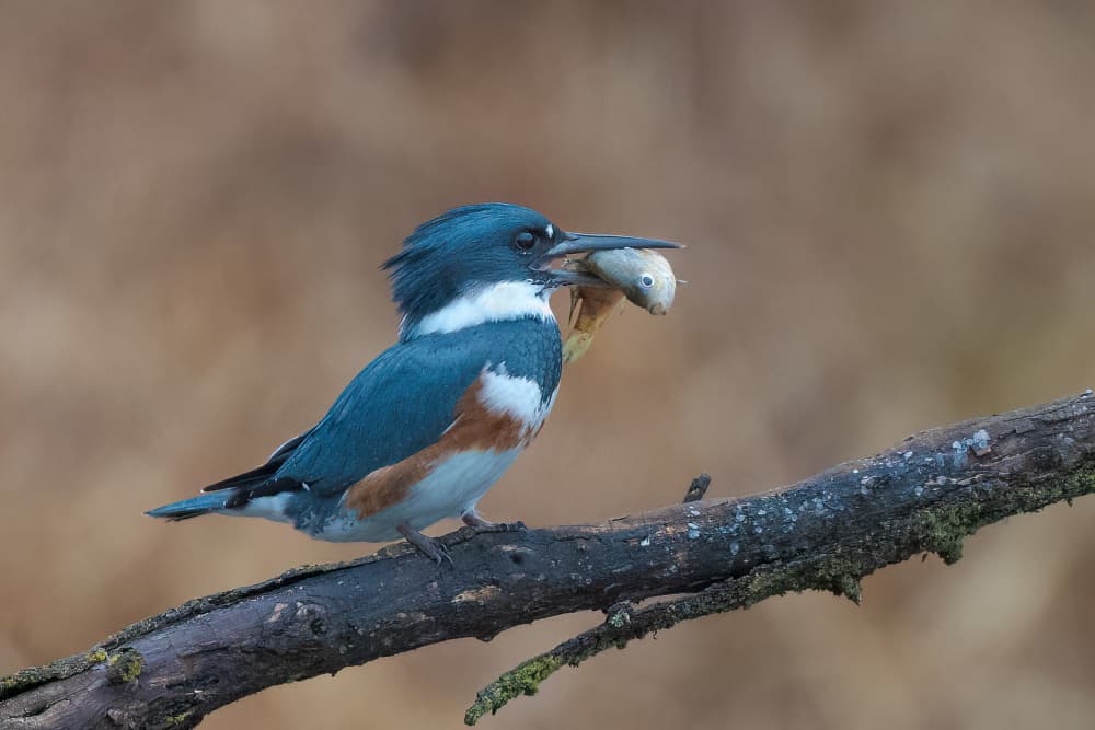 Kingfisher's Catch by Robert Zhang — canvas wall art