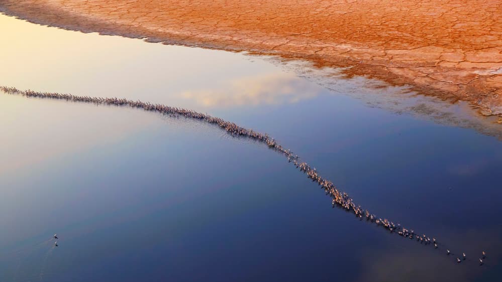Flamingo Line on Calm Water by Phillip Chang — canvas wall art