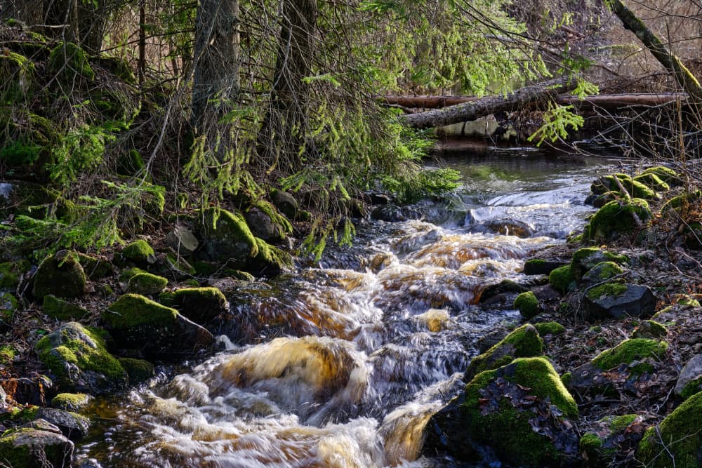 Sunlit Forest Stream by Geertjan Plooijer — canvas wall art
