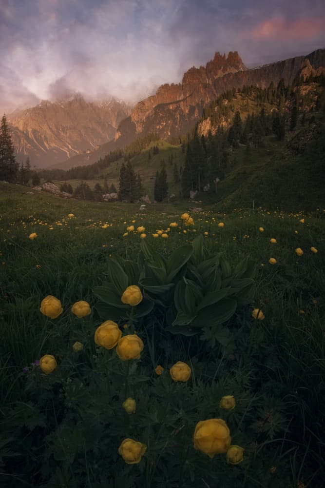 Golden Mountain Meadow by David Martin Castan — canvas wall art