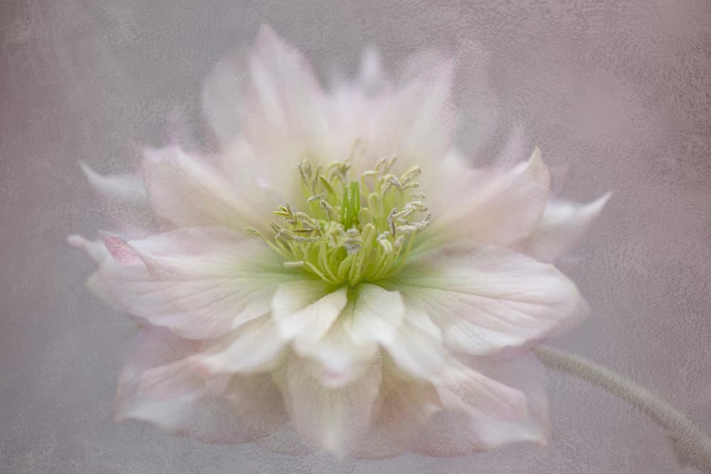 Delicate White Blossom by Jacky Parker — canvas wall art