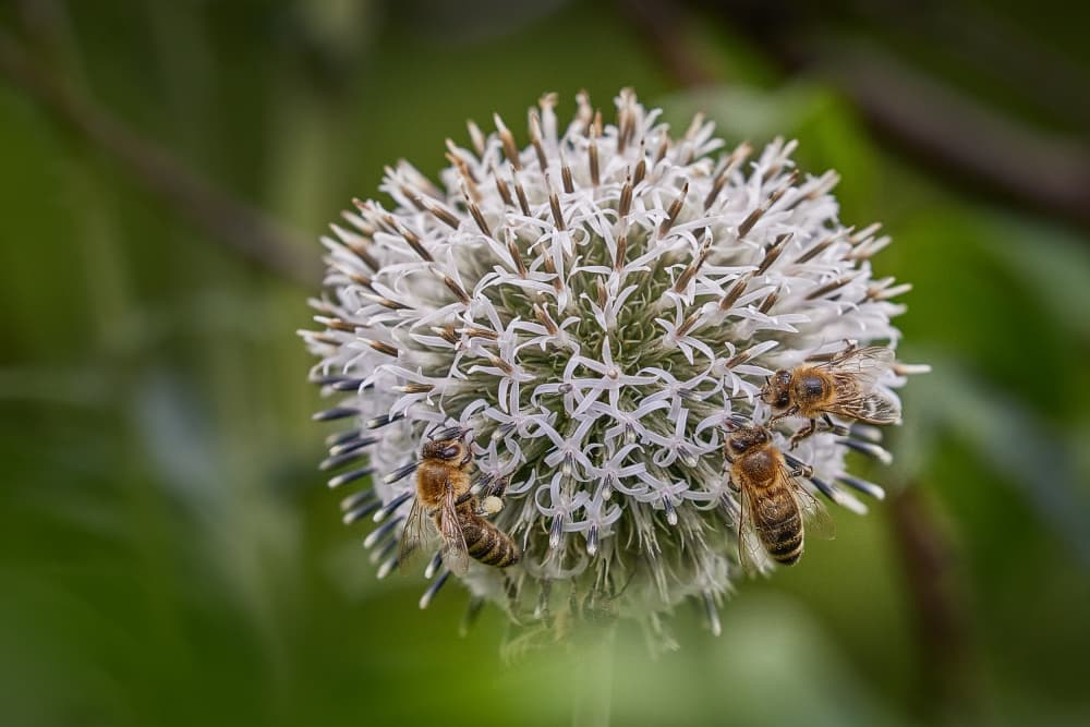 Busy Bees Globe Thistle by Wiolett — canvas wall art