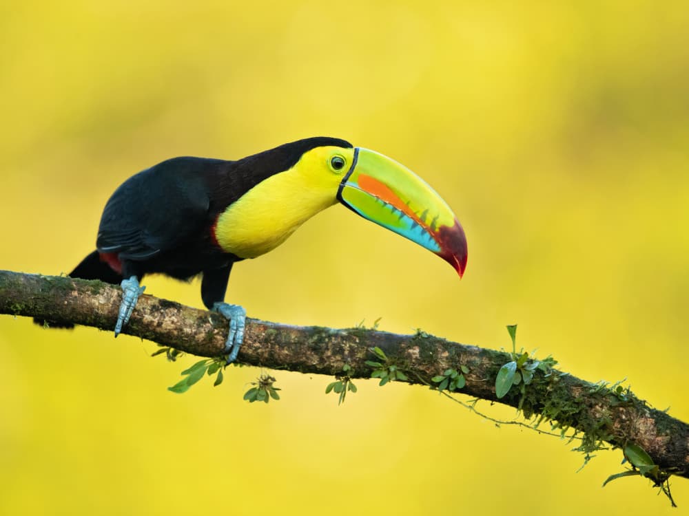 Vibrant Tropical Toucan by Milan Zygmunt — canvas wall art
