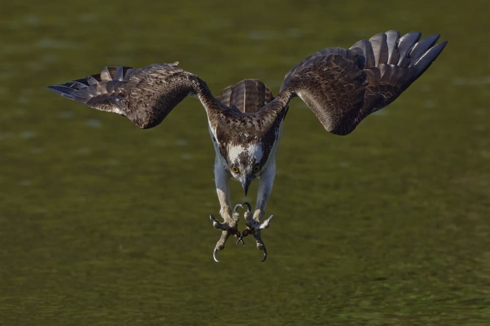 Osprey Hunting Dive by Johnny Chen — canvas wall art