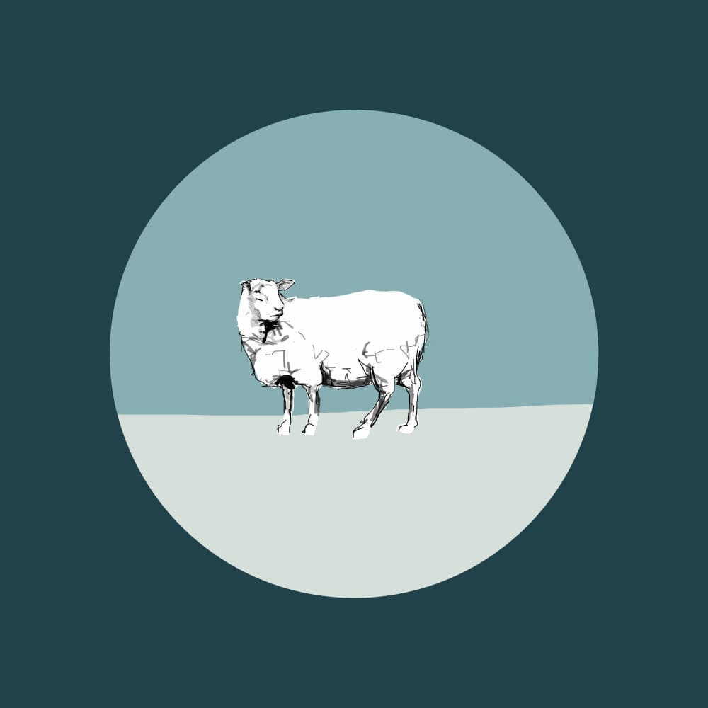 Minimalist White Sheep by casa cartissi — canvas wall art