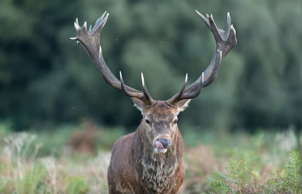 Majestic Stag Licking Lips by Radojica Jevric fotorax — canvas wall art