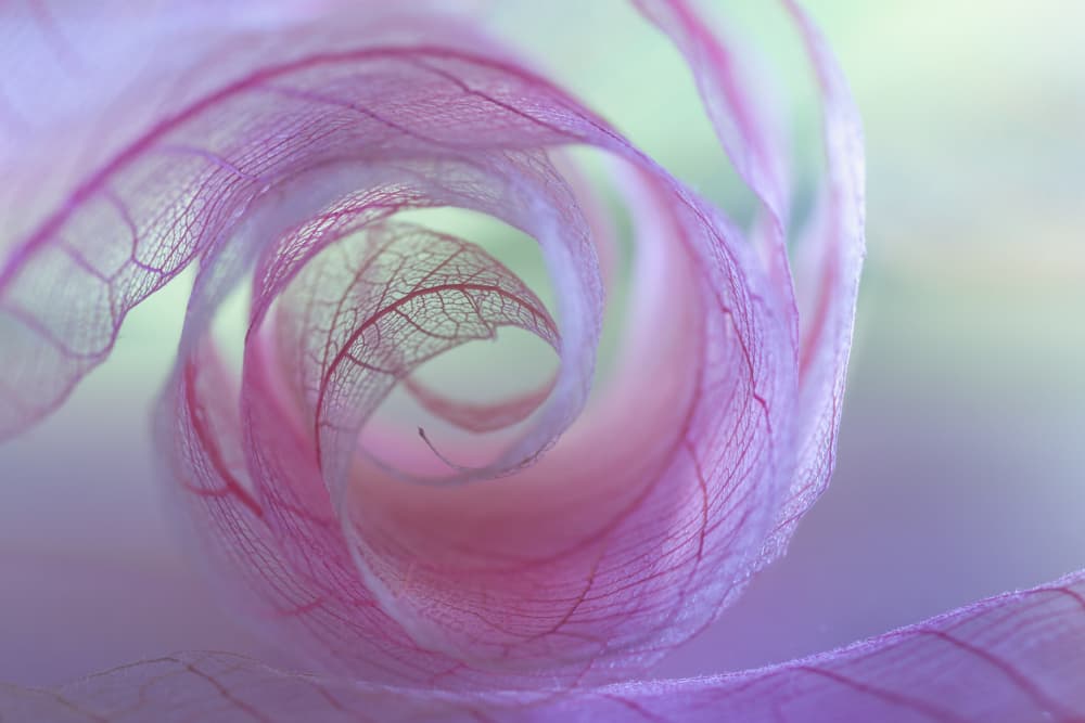 Delicate Purple Swirl by Shihya Kowatari — canvas wall art
