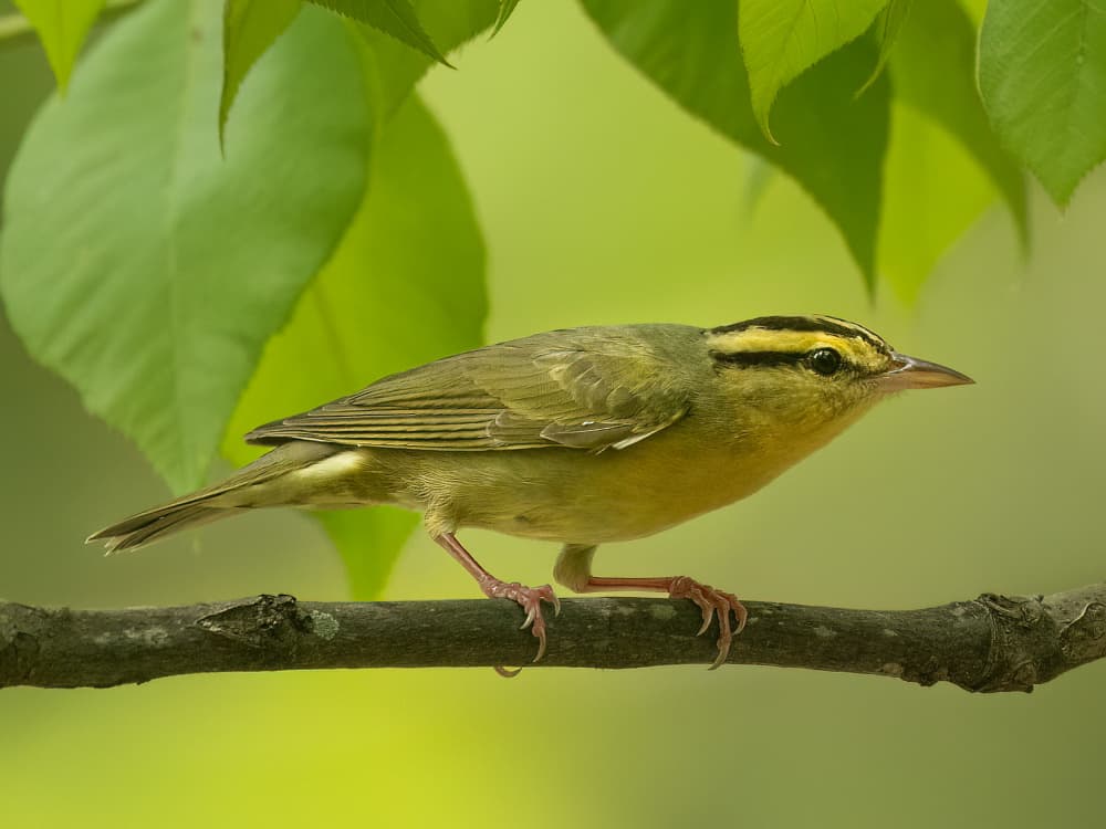 Green Warbler on Branch by Robert Zhang — canvas wall art