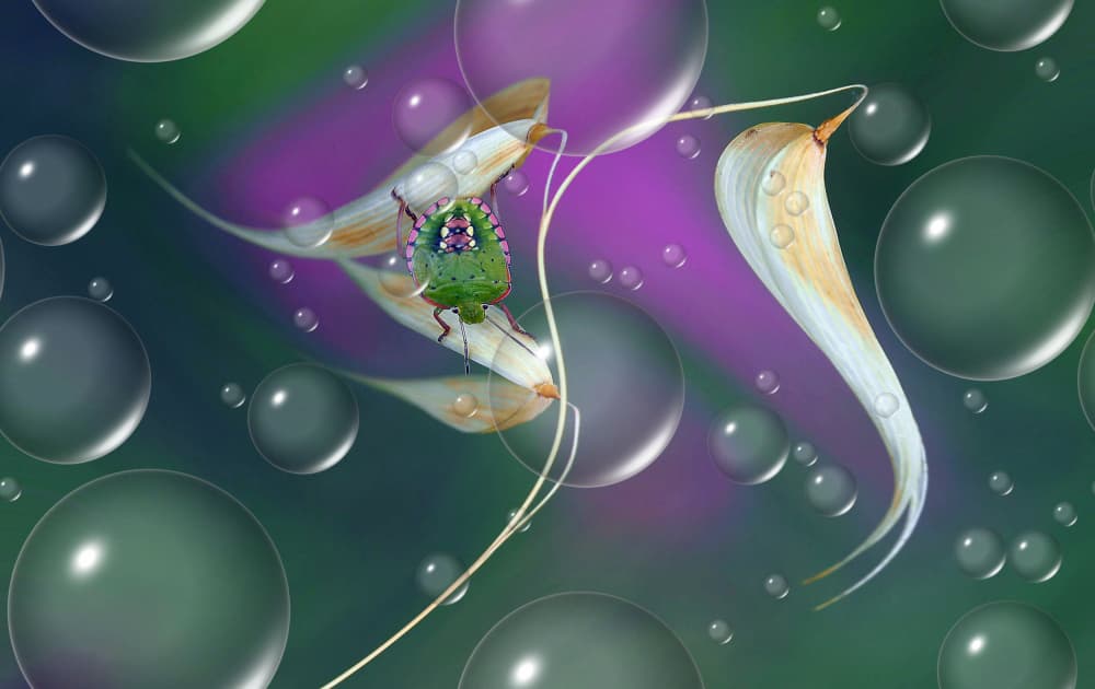 Vibrant Bug Bubbles by Thierry Dufour — canvas wall art