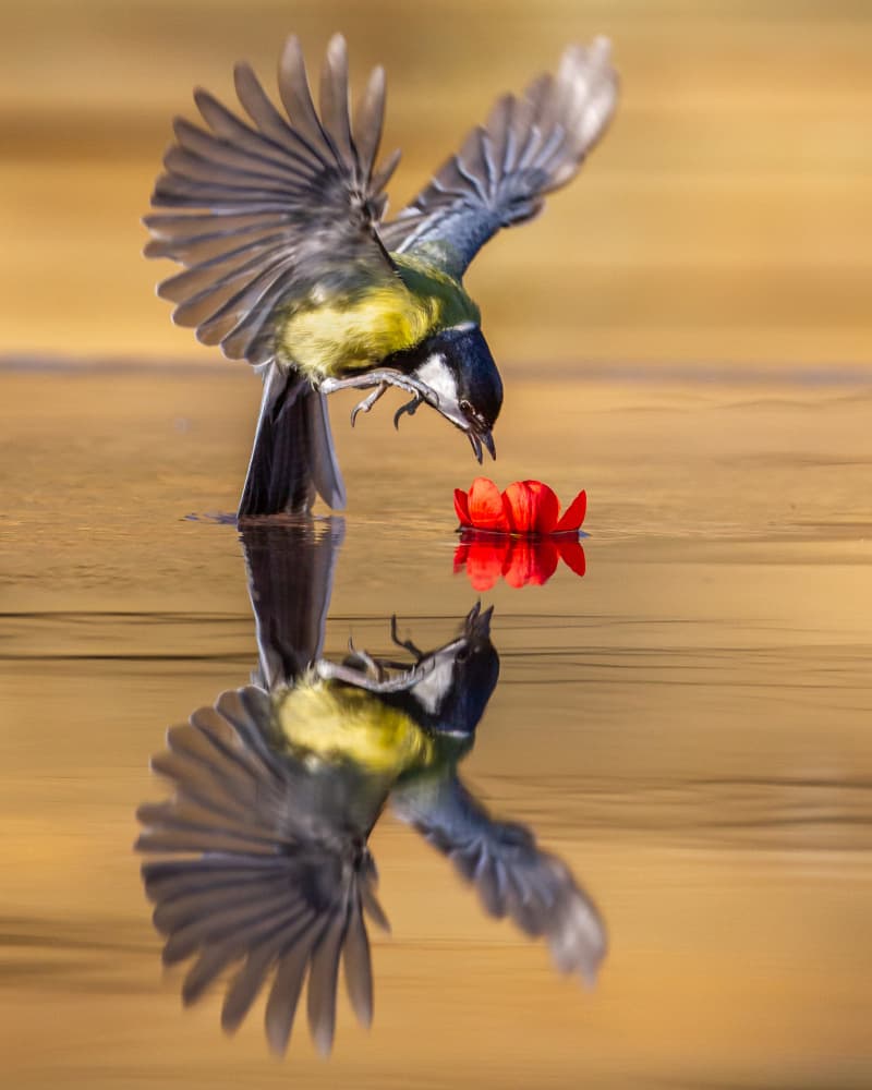 Graceful Tit Reflection by Barré Thierry — canvas wall art