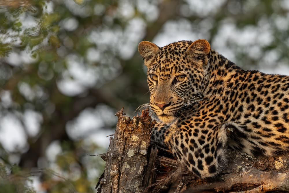 Watchful Leopard On Tree by Alessandro Catta — canvas wall art
