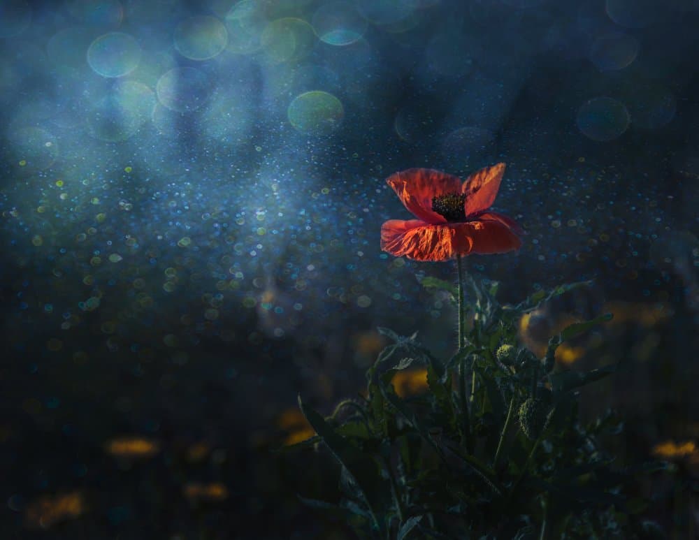 Magical Night Poppy by Judy Tseng — canvas wall art