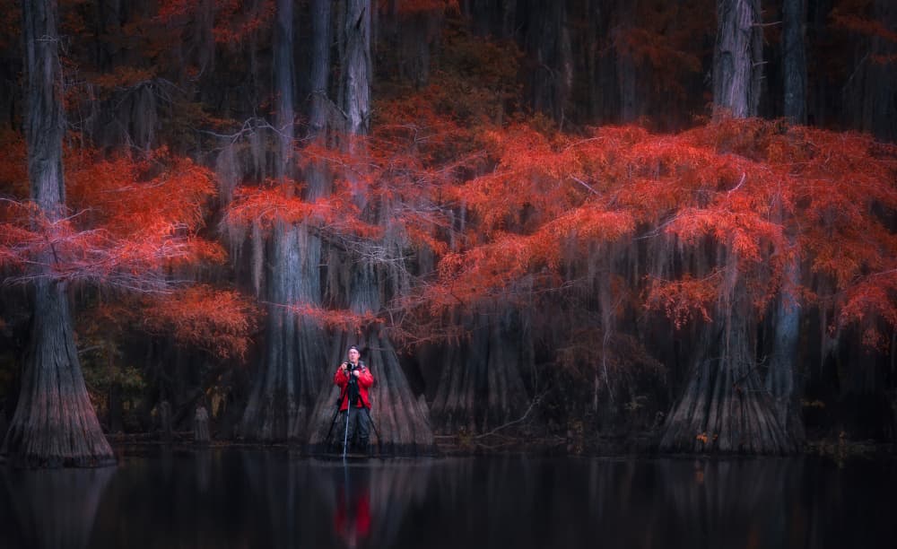 Red Cypress Reflections by Catherine Wang — canvas wall art