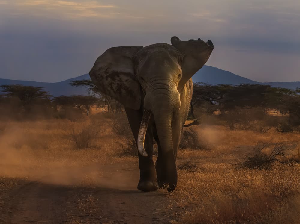 Golden Hour Elephant Walk by Judy Tseng — canvas wall art