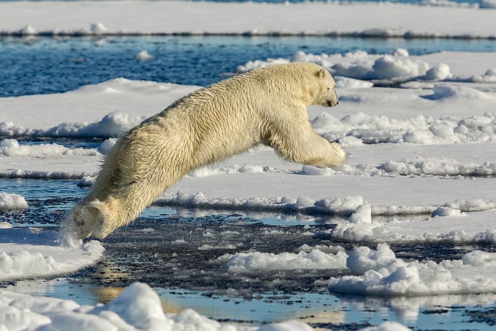 Polar Bear Leap by Joan Gil Raga — canvas wall art