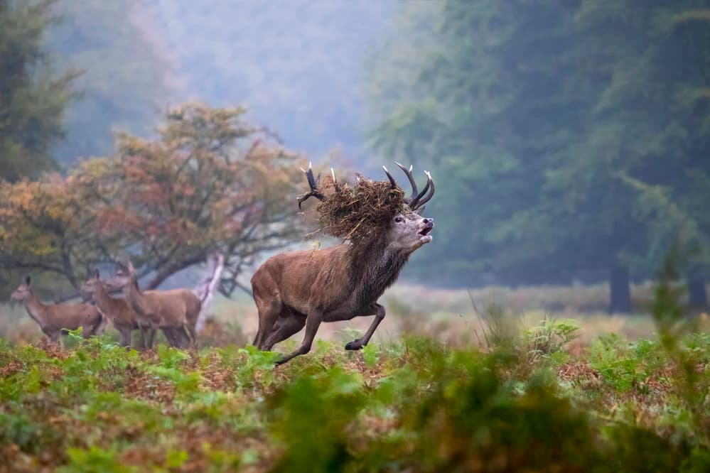 Running Stag Bellows by Marco Redaelli — canvas wall art