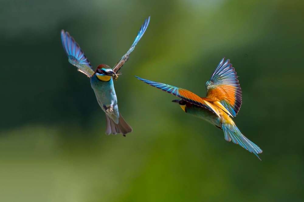 Colorful Bee-eaters in Flight by Marco Redaelli — canvas wall art