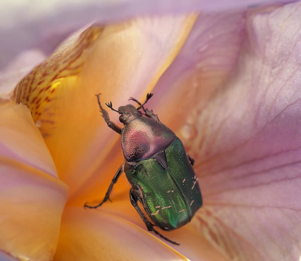 Iridescent Beetle Bloom by Thierry Dufour — canvas wall art