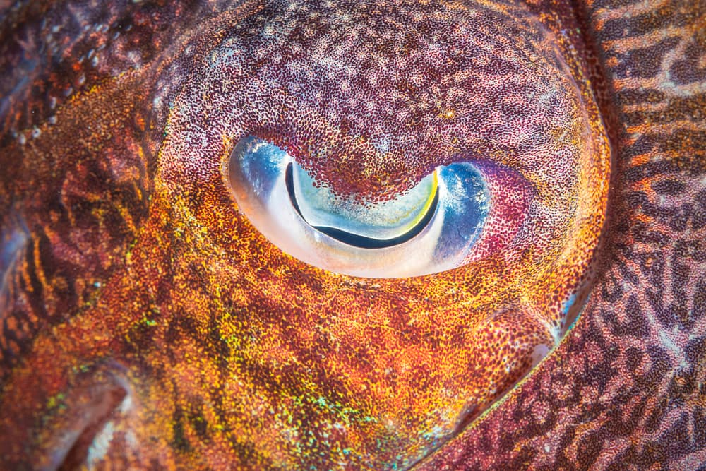 Vibrant Cuttlefish Eye by Barathieu Gabriel — canvas wall art