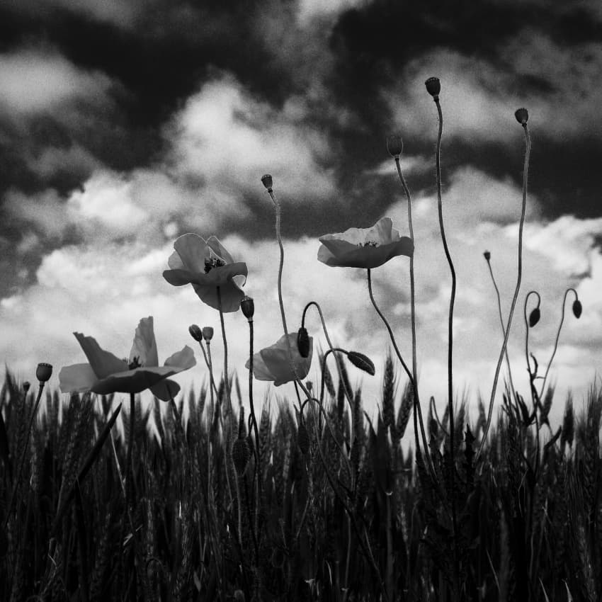 Poppies and Stormy Sky by Codrin Lupei — canvas wall art