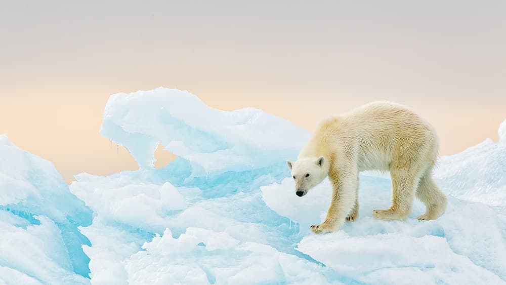 Polar Bear On Ice by Joan Gil Raga — canvas wall art