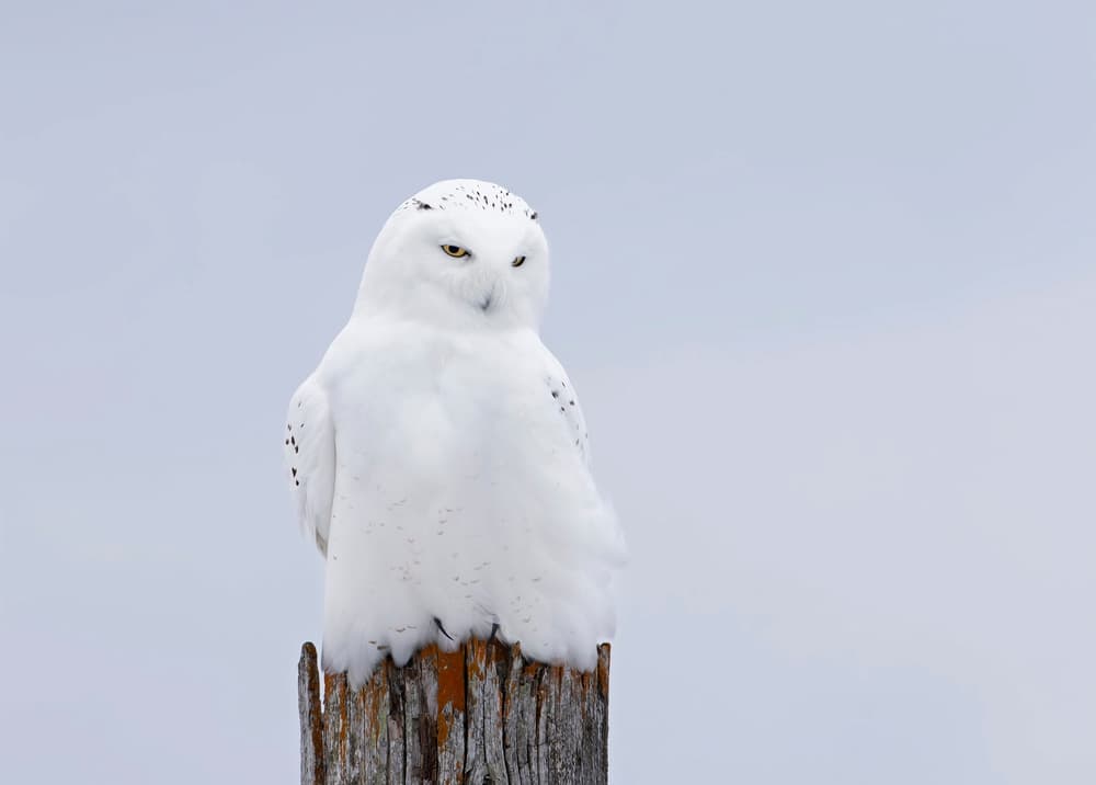 Snowy Owl Winter Watch by Jim Cumming — canvas wall art