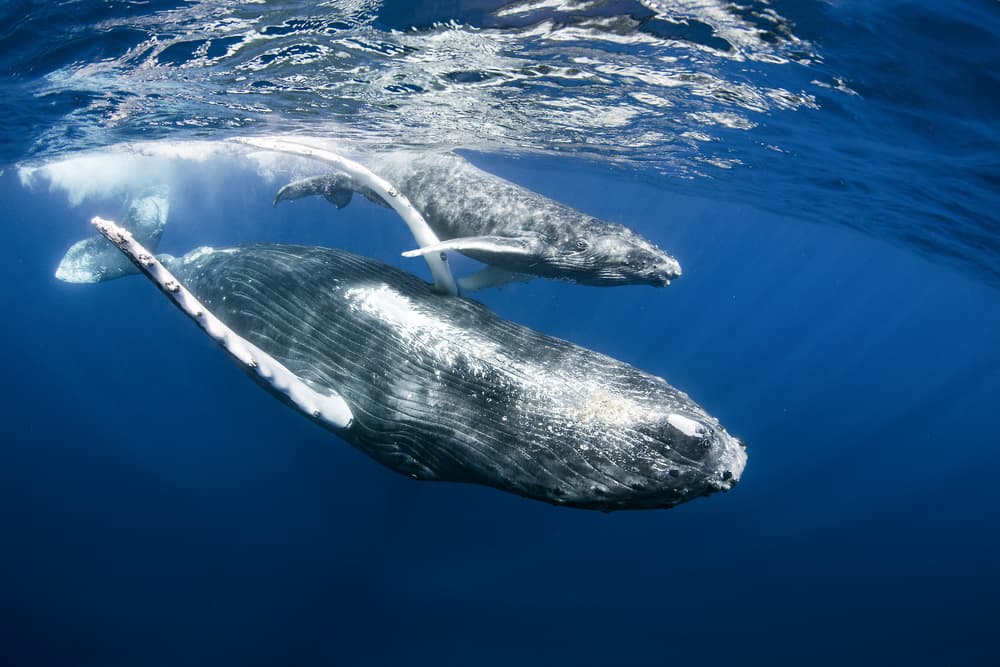 Mother And Calf Humpbacks by Cédric Péneau — canvas wall art