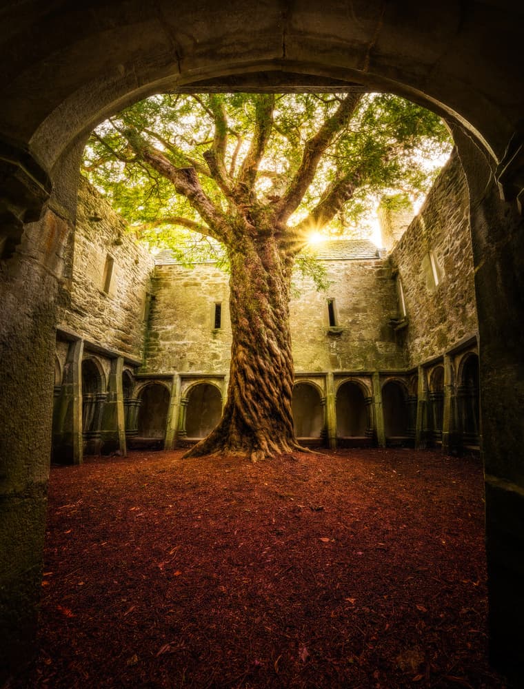 Ancient Courtyard Tree by Matt Anderson — canvas wall art