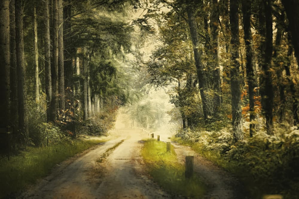 Sunlit Forest Path by Jan van der Linden — canvas wall art