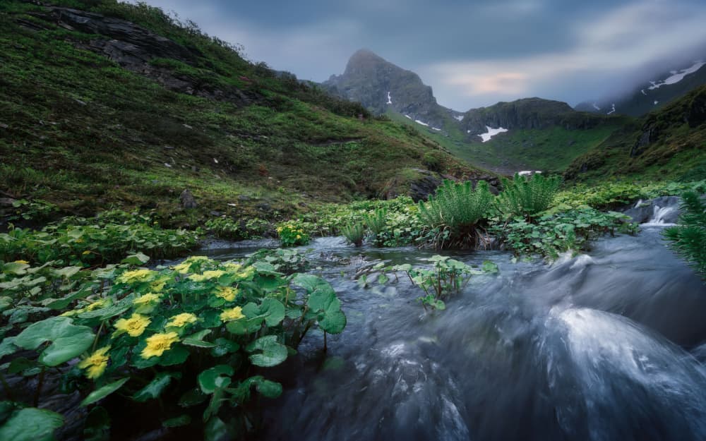 Lush Mountain Stream by YANGYING — canvas wall art
