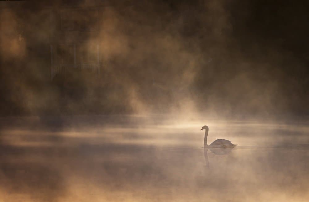 Golden Mist Swan by John-Mei Zhong — canvas wall art