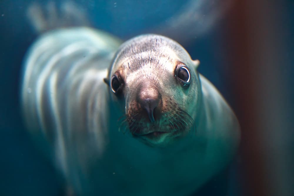 Curious Sea Lion Gaze by Kaisyakuji Yushi — canvas wall art