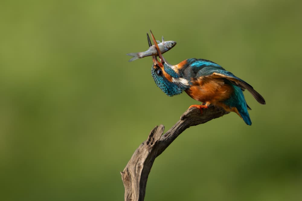 Vibrant Kingfisher's Catch by Tom Meier — canvas wall art