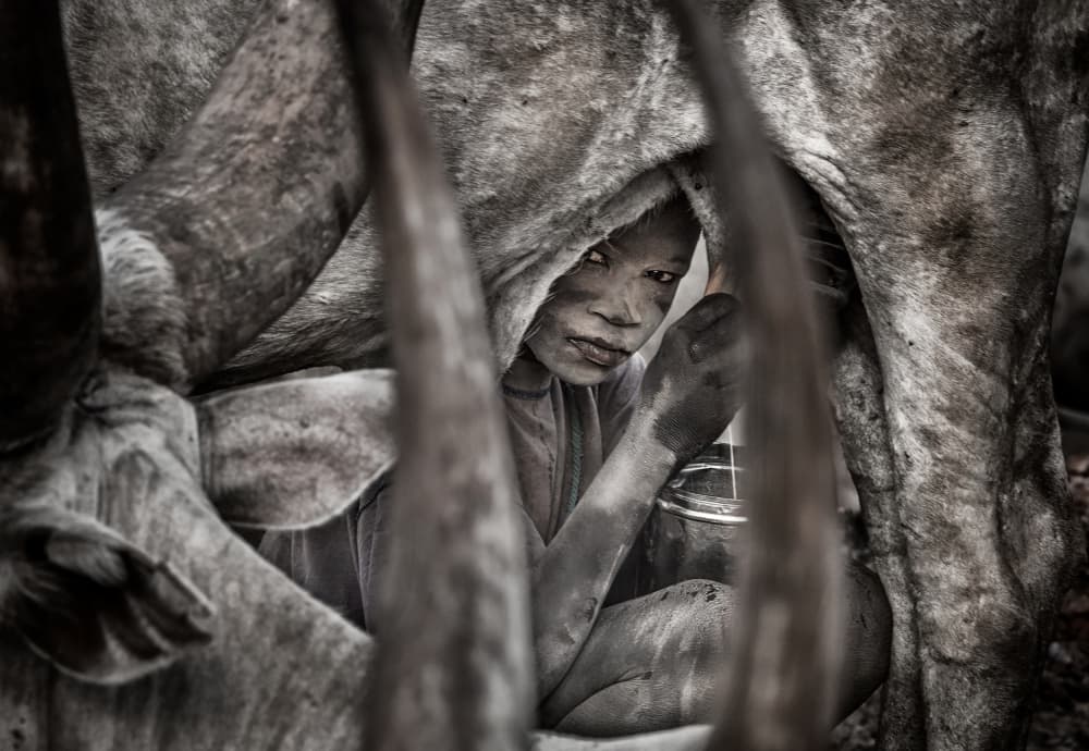 Tribal Boy Milking Cow by Joxe Inazio Kuesta Garmendia — canvas wall art