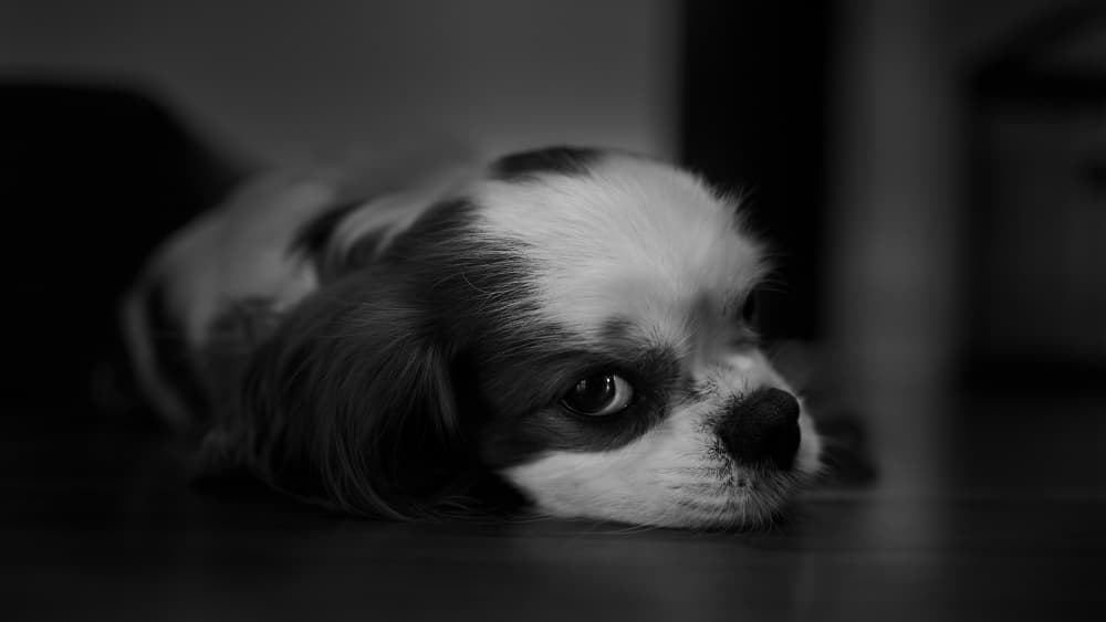 Soulful Puppy Gaze by Kaisyakuji Yushi — canvas wall art