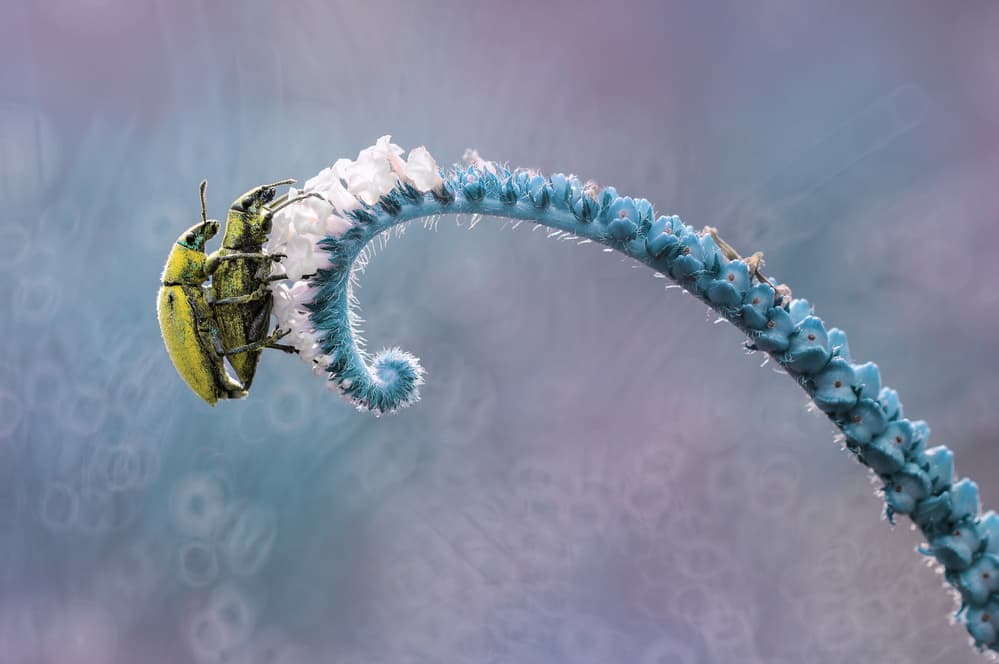 Yellow Beetle on Blue Flower by Edy Pamungkas — canvas wall art