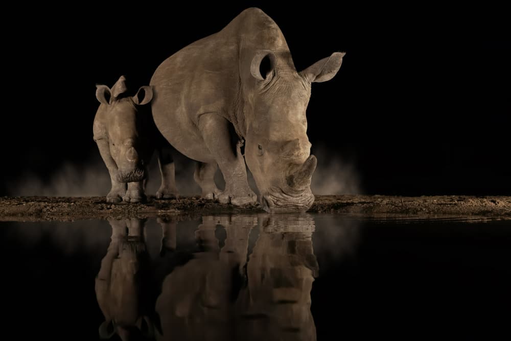 Night Rhinos Drinking by Renee Doyle — canvas wall art
