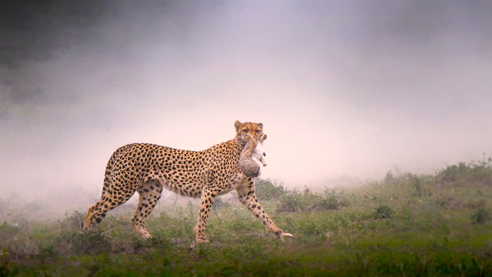 Cheetah Carrying Prey by Husain Alfraid — canvas wall art