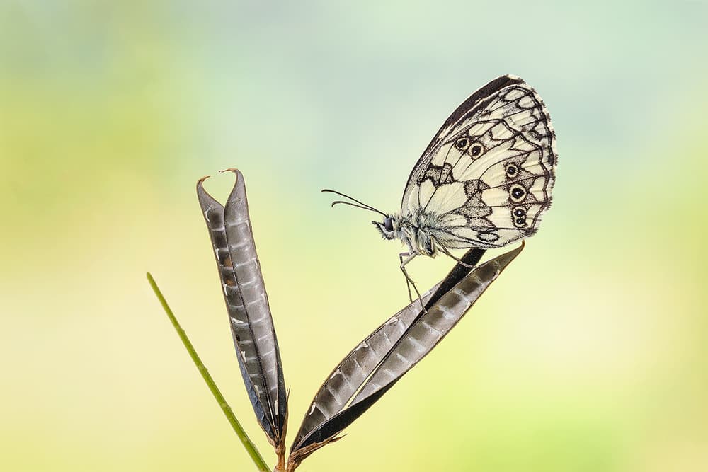 Marbled Butterfly Perched by Roberto Marini — canvas wall art