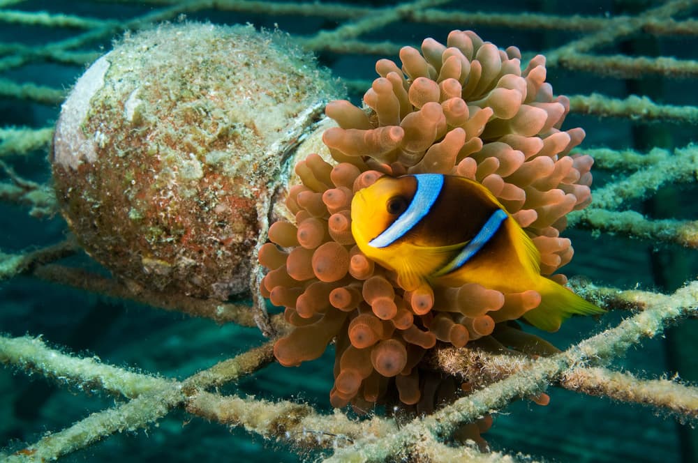 Vibrant Clownfish Anemone by Ilan Ben Tov — canvas wall art