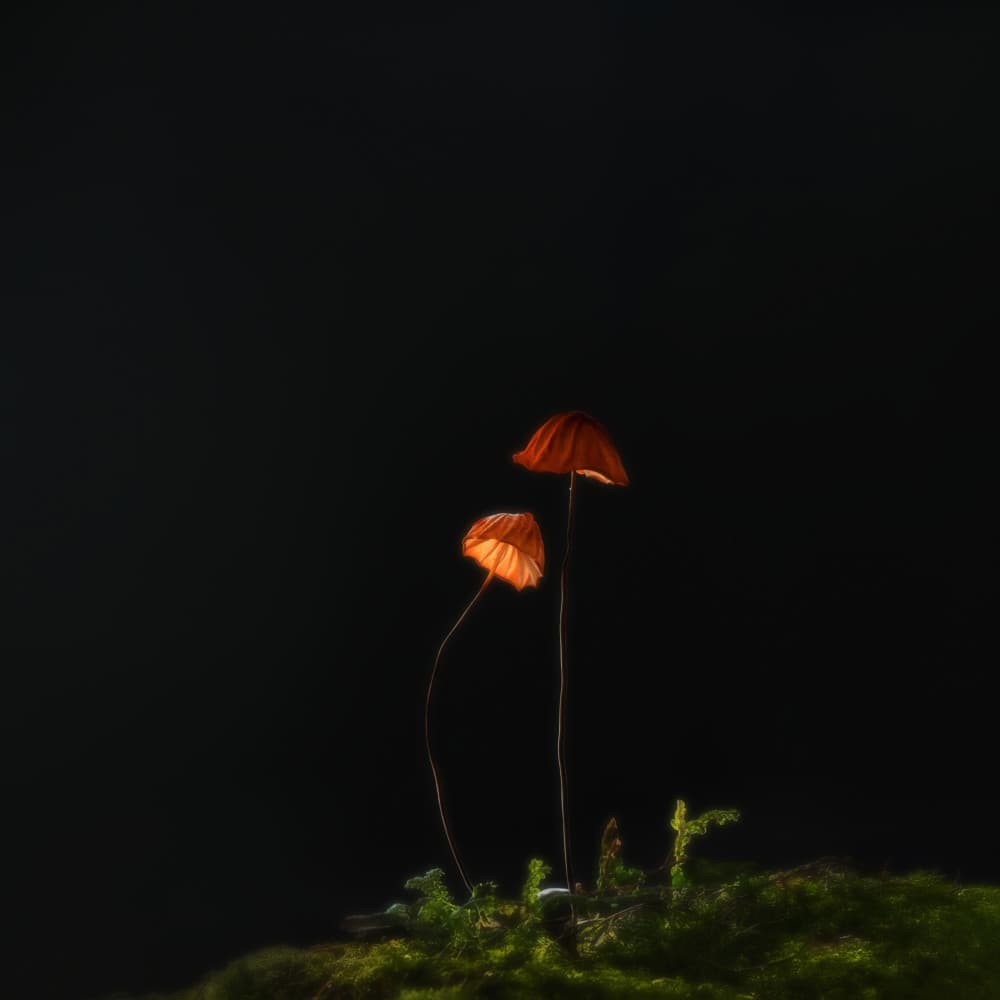 Glowing Forest Mushrooms by Summer2016 — canvas wall art