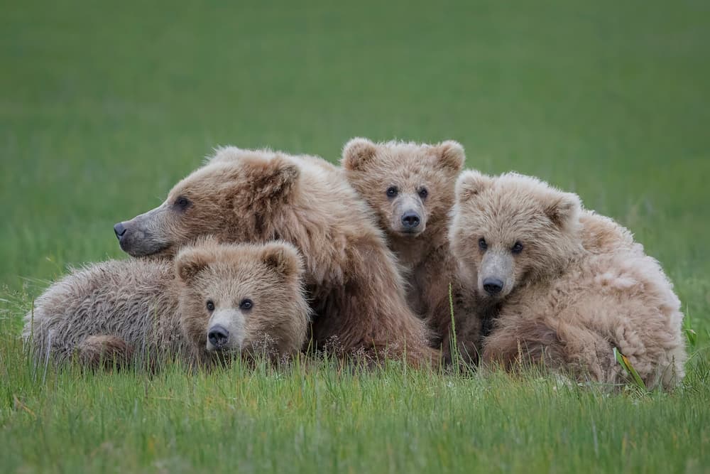 Brown Bear Family by Renee Doyle — canvas wall art
