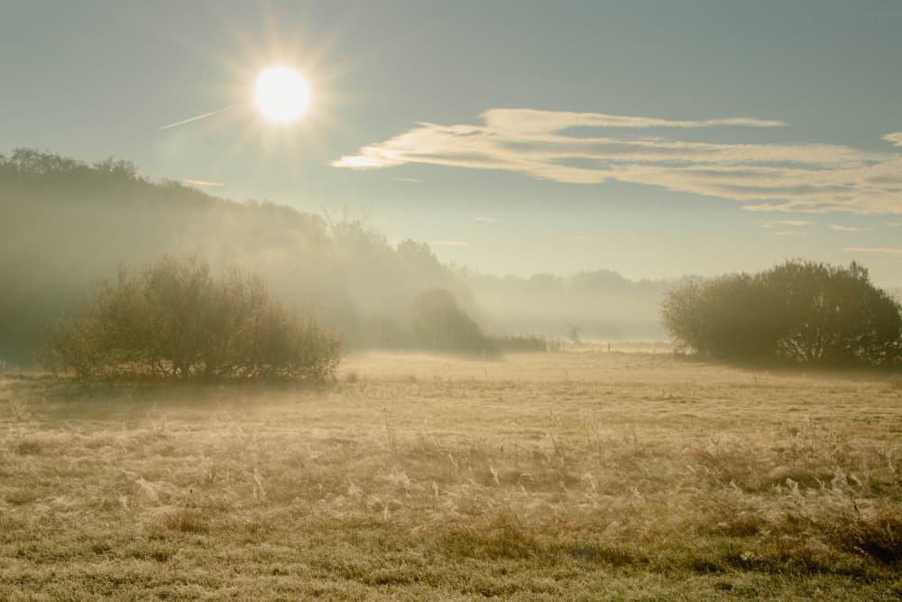 Golden Morning Mist by Anke Sol — canvas wall art