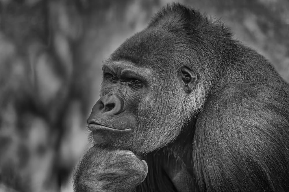 Thoughtful Gorilla Portrait by Jeffrey C. Sink — canvas wall art
