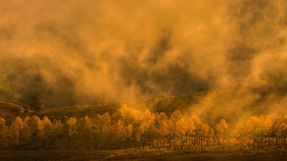 Golden Misty Forest by John Fan — canvas wall art
