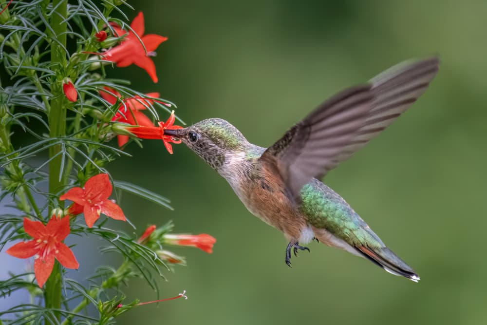 Hummingbird Feeding Red Flower by Jacob (Jian) Xu — canvas wall art